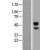 Western Blot: ABHD2 Lysate [NBL1-07196] - Western Blot experiments. 
Left-Control; Right -Over-expression Lysate for ABHD2